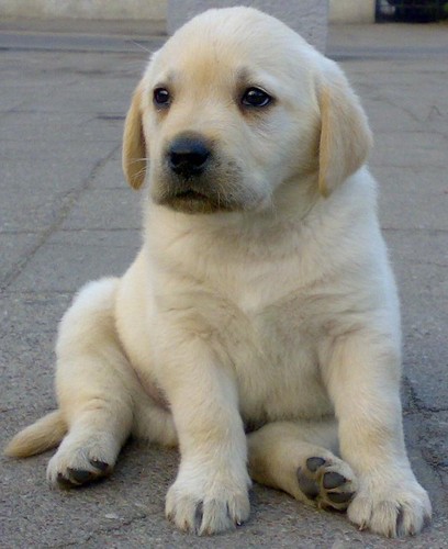 Nowy piesek:):):) JIMMY