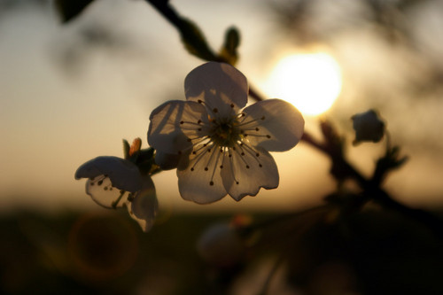 cherry..
