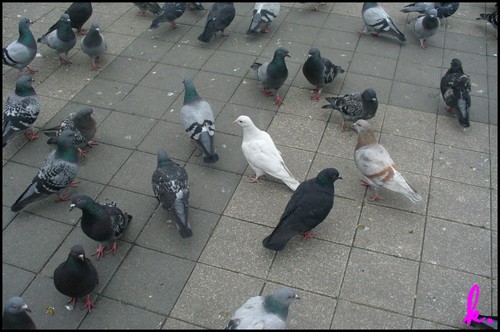 gobki.