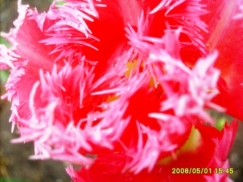 Tulipanek