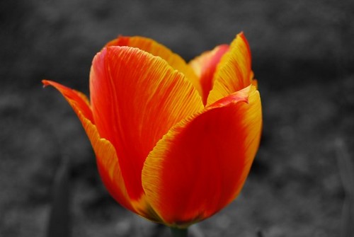 Tulipan