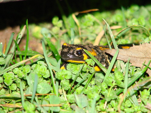 SaLaMaNdRa