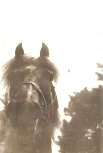 Konik