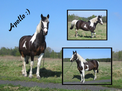 Apollo the best!