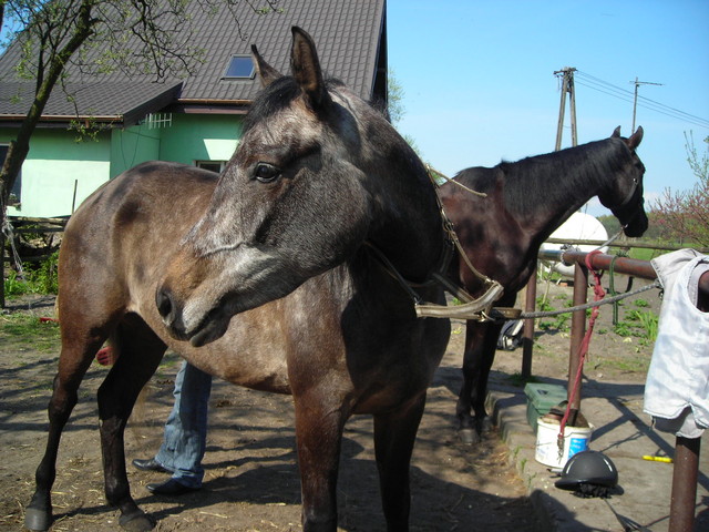 Elunia