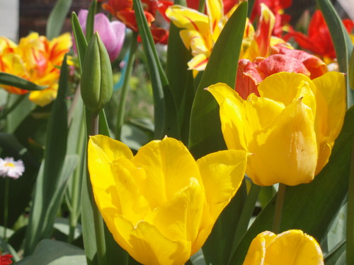 te Tulipany x.d