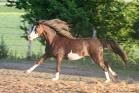 konik ;)