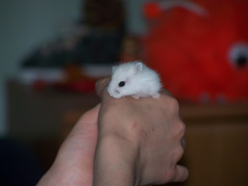 ^^WaCeK;p;p