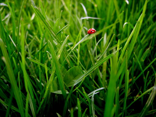 natura