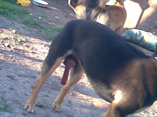 psi wacek;D