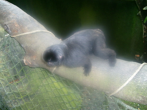 >>>> ZOO TROPIKALNE xD 