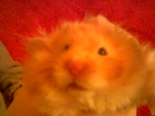 Pucio