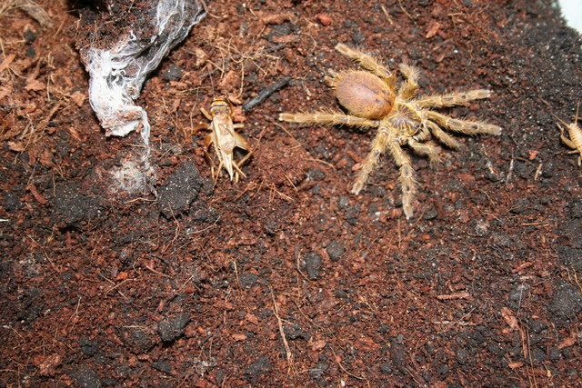 P.Murinus