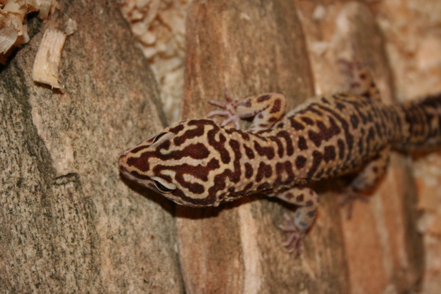 Gekonek