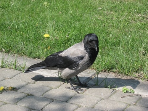Ptaczek :)