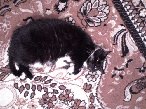 Kiciucha