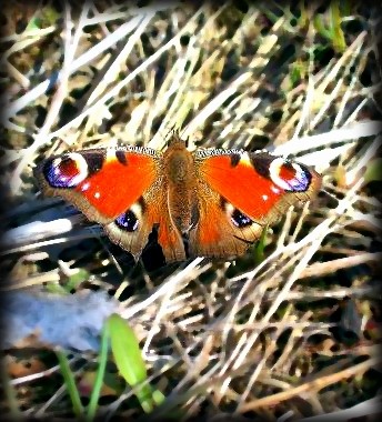 Rusaka pawik (Inachis io) ...