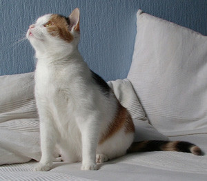 Kotek