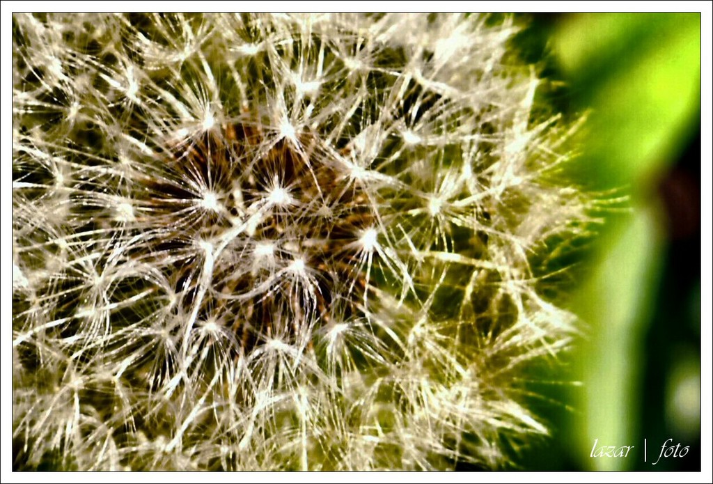 Dmuchawcowa supernova