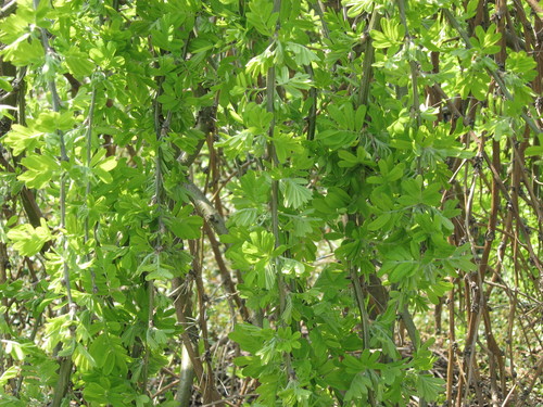 Natura z bliska