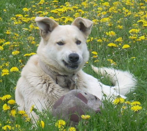 Maxymilianus