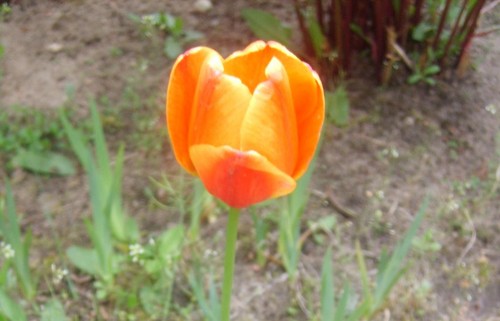 Tulipan i ra