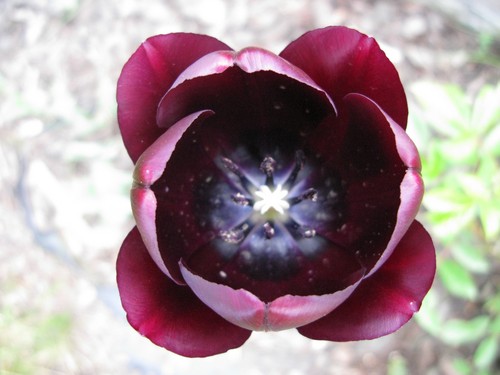 Tulipan