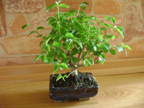 Benek