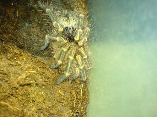 G. aureostriata 
