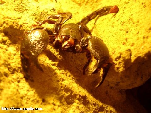 skorpion