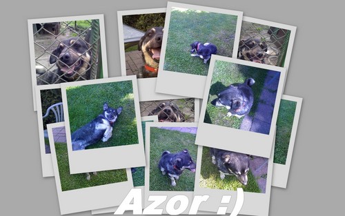 Azor :)