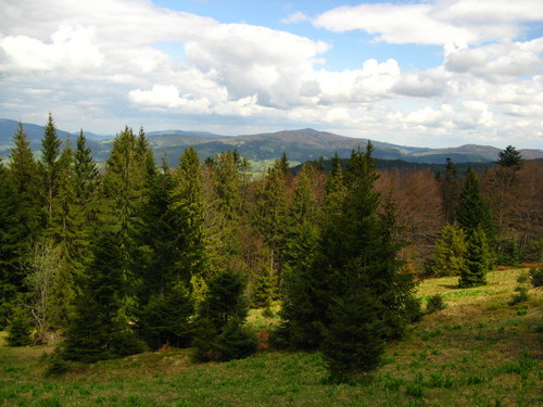 Turbaczyk