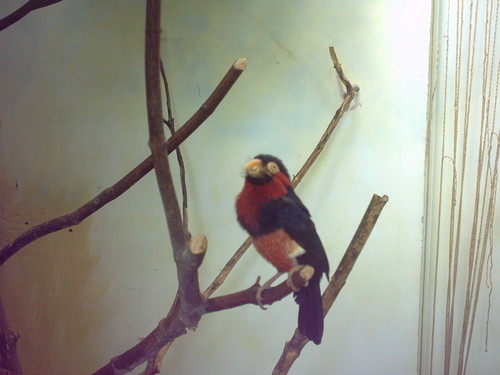 zoo