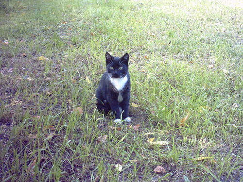 kaska