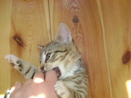 Moj Kotek