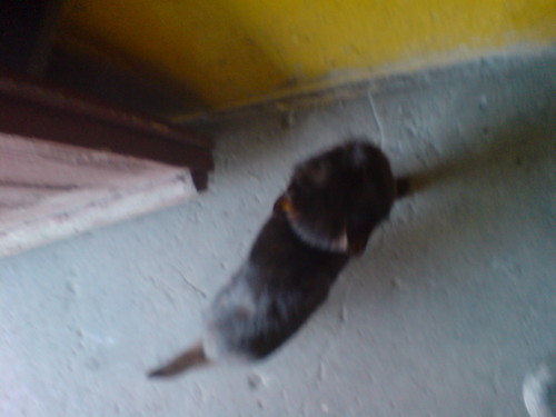 My black cat