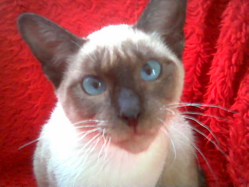 Kofi