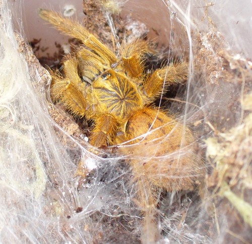 Murinus 