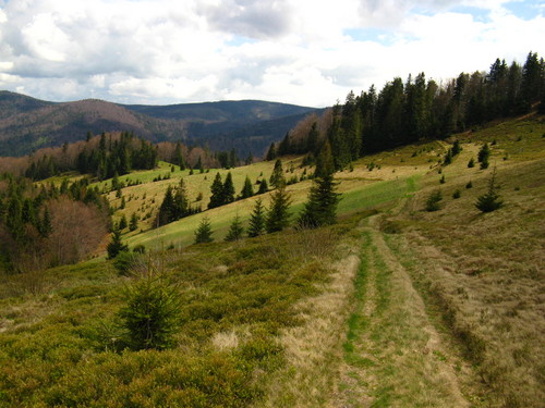 Turbaczyk