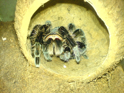 B. albopilosum
