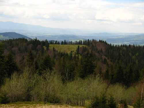 Turbaczyk