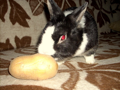 krlik :P