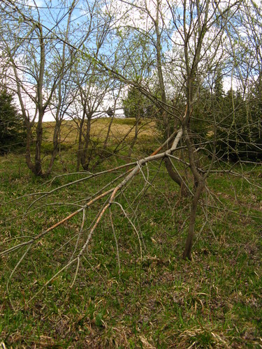 Turbaczyk