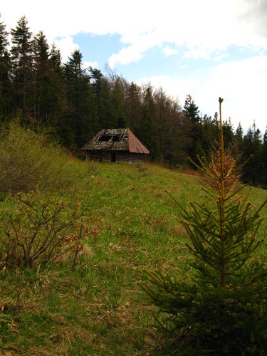 Turbaczyk
