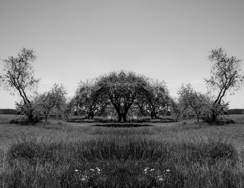 Tree's