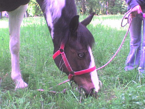 Passssienie