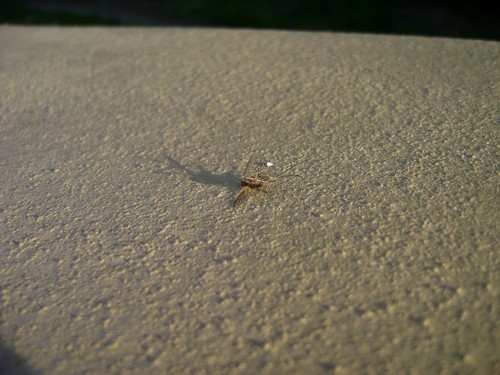 martwa natura:D
