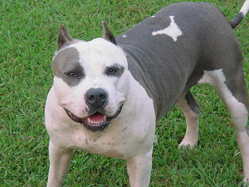 PITBULL
