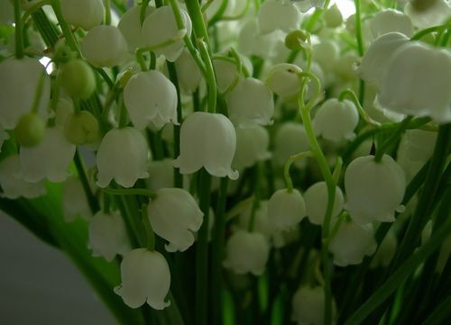Pod ochron