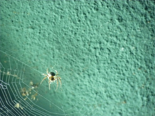 Arachnofobicy - won:D